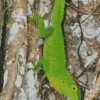 Anolis Garmani Diamond Painting