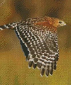 Flying Red Shouldered Hawk Diamond Painting