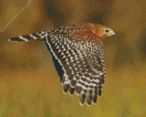 Flying Red Shouldered Hawk Diamond Painting