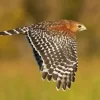 Flying Red Shouldered Hawk Diamond Painting