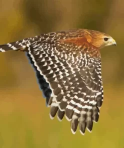 Flying Red Shouldered Hawk Diamond Painting