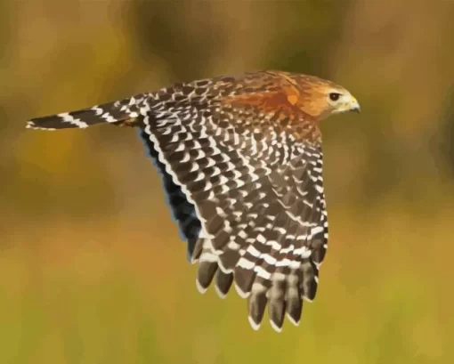 Flying Red Shouldered Hawk Diamond Painting