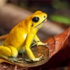 Golden Poison Dart Frog Diamond Painting