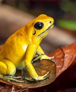 Golden Poison Dart Frog Diamond Painting