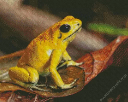 Golden Poison Dart Frog Diamond Painting