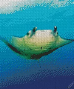 Manta Rays Diamond Painting