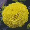 Tagetes Erecta Diamond Painting