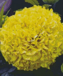 Tagetes Erecta Diamond Painting