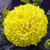 Tagetes Erecta Diamond Painting