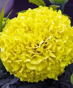 Tagetes Erecta Diamond Painting