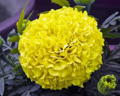 Tagetes Erecta Diamond Painting