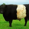 Belted Galloway Cow Diamond Painting