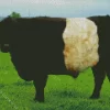 Belted Galloway Cow Diamond Painting