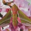 Elephant Hawk Moth in Flowers Diamond Painting