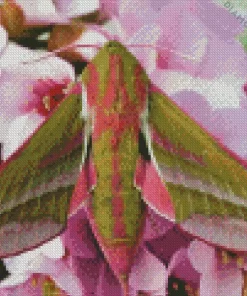 Elephant Hawk Moth in Flowers Diamond Painting