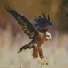 Marsh Harrier Diamond Painting