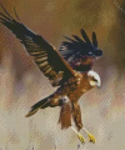 Marsh Harrier Diamond Painting