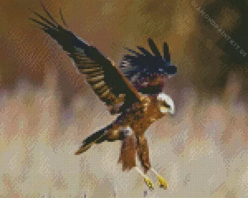 Marsh Harrier Diamond Painting