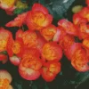 Orange Begonias Diamond Painting