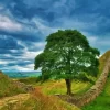 Sycamore Gap Tree Diamond Painting