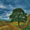 Sycamore Gap Tree Diamond Painting