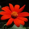 Tithonia Rotundifolia Flower Diamond Painting