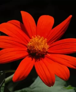 Tithonia Rotundifolia Flower Diamond Painting