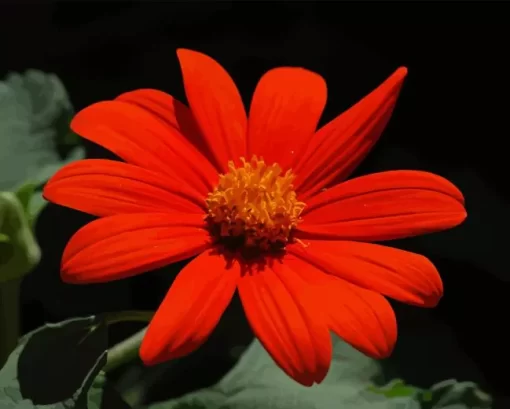 Tithonia Rotundifolia Flower Diamond Painting