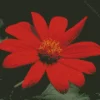 Tithonia Rotundifolia Flower Diamond Painting