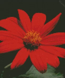 Tithonia Rotundifolia Flower Diamond Painting