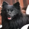 Cute Black Pomeranian Diamond Painting