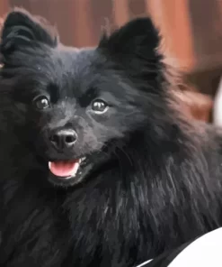 Cute Black Pomeranian Diamond Painting