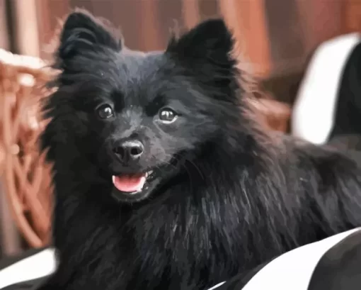 Cute Black Pomeranian Diamond Painting