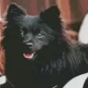 Cute Black Pomeranian Diamond Painting