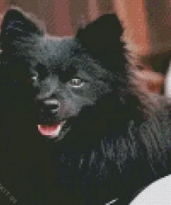 Cute Black Pomeranian Diamond Painting