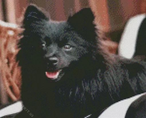 Cute Black Pomeranian Diamond Painting