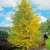 Green Ginkgo Tree Diamond Painting