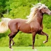 Brown Horse With Blond Hair Diamond Painting