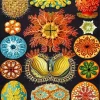 Ernst Haeckel Art Diamond Painting