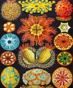 Ernst Haeckel Art Diamond Painting