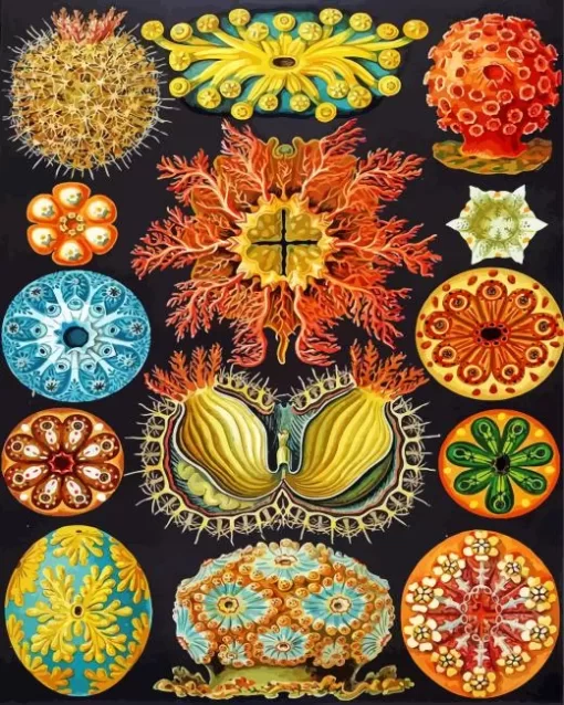 Ernst Haeckel Art Diamond Painting