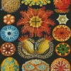 Ernst Haeckel Art Diamond Painting