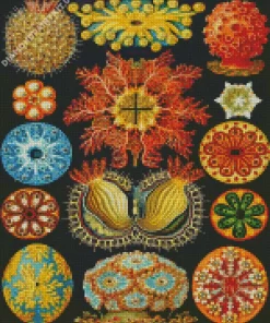 Ernst Haeckel Art Diamond Painting