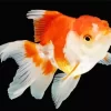 Oranda Goldfish Diamond Painting