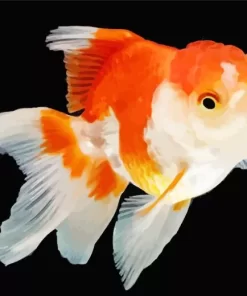 Oranda Goldfish Diamond Painting