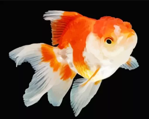 Oranda Goldfish Diamond Painting