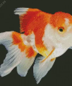 Oranda Goldfish Diamond Painting