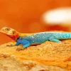 Orange Agama Diamond Painting