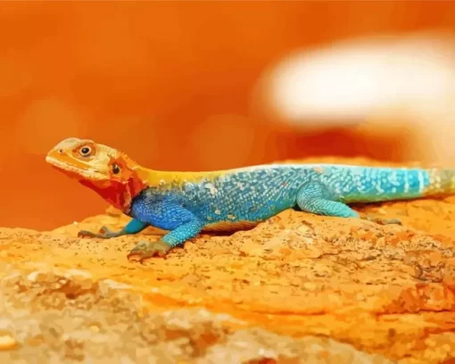 Orange Agama Diamond Painting