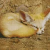 Sleepy Blond Fox Diamond Painting